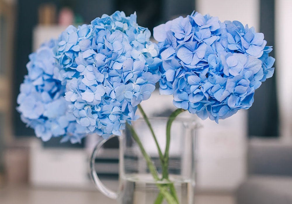 Image of Cluster of blue hydrangea flowers in vase