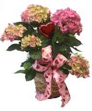 Valentine Hydrangea
