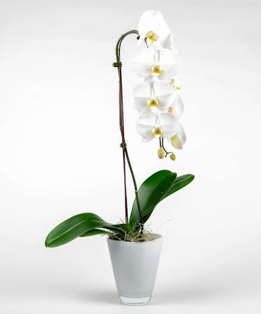 Quot Phaleonopsis Orchid Quot Floral Arrangements Boesen The Florist Des Moines Iowa 50310