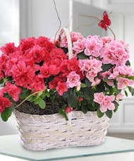 Double Blooming Plant Basket