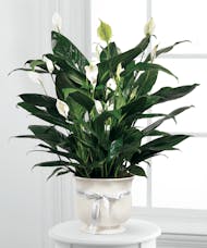 Peace Lily Comfort Planter