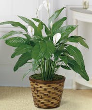 Peace Lily Large