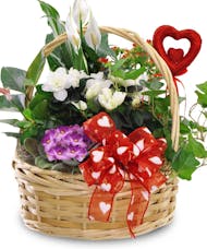 Valentine Blooming Plant Basket