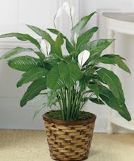 Blooming Peace Lily